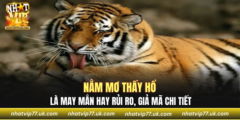 Nằm Mơ Thấy Hổ